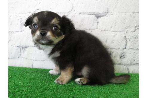 成約済の大阪府のチワワ(ロングコート)-116392の2枚目