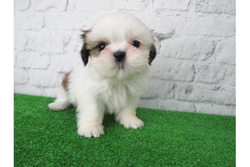 成約済の大阪府のシーズー-116394の1枚目