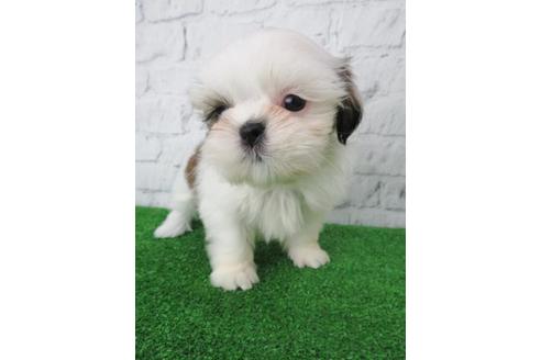 成約済の大阪府のシーズー-116394の2枚目