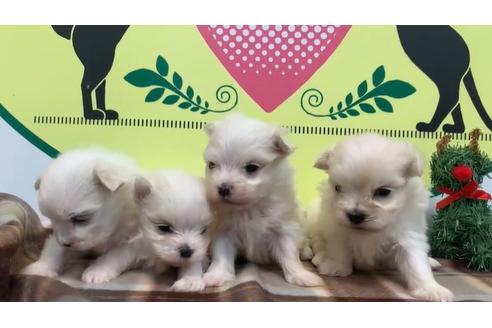 成約済の栃木県のマルチーズ-116410の1枚目