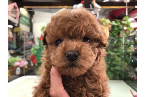 成約済の京都府のトイプードル-116411の5枚目