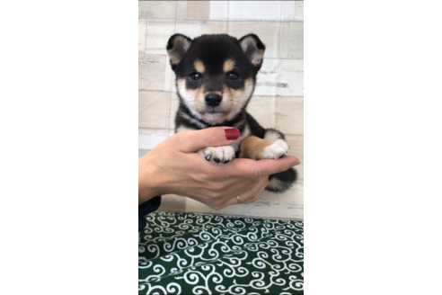 成約済の愛媛県の豆柴-112979の1枚目