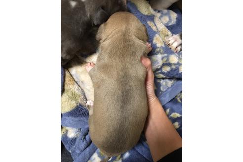 成約済の佐賀県のアメリカンピットブルテリア-116455の26枚目
