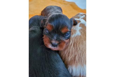 成約済の岩手県のキャバリアキングチャールズスパニエル-116060の1枚目