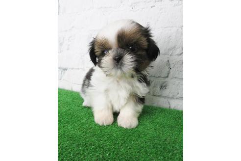 成約済の大阪府のシーズー-116463