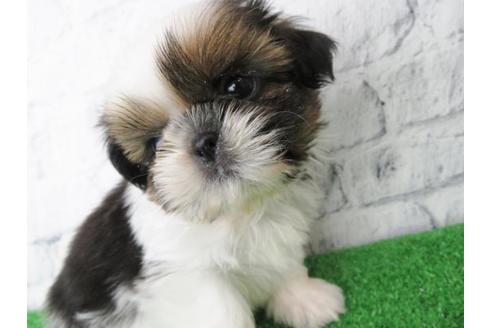 成約済の大阪府のシーズー-116463の5枚目