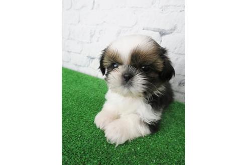 成約済の大阪府のシーズー-116463の4枚目