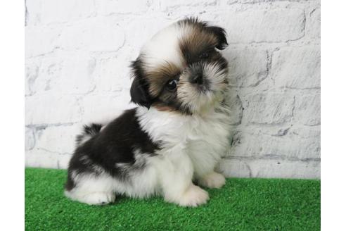 成約済の大阪府のシーズー-116463の3枚目