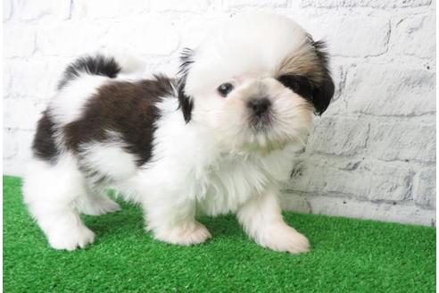 成約済の大阪府のシーズー-116464