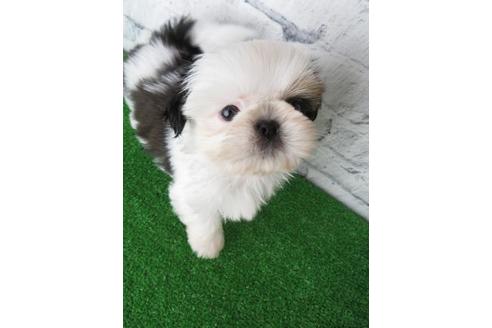 成約済の大阪府のシーズー-116464の4枚目