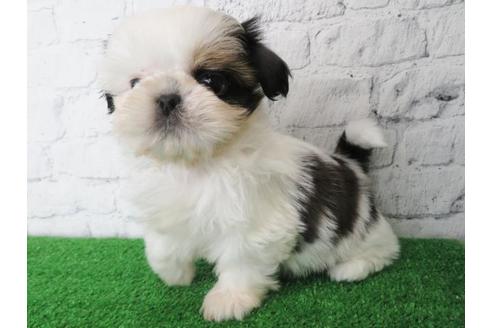 成約済の大阪府のシーズー-116464の3枚目