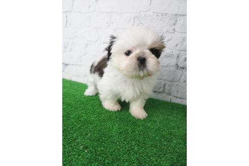 成約済の大阪府のシーズー-116464の2枚目