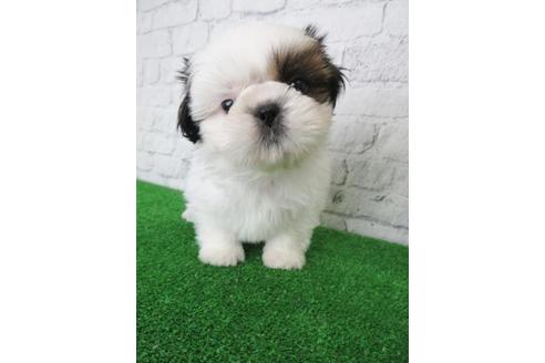 成約済の大阪府のシーズー-116466