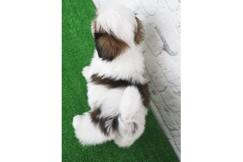 成約済の大阪府のシーズー-116466の6枚目