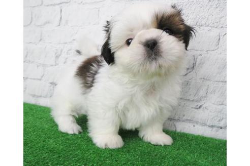 成約済の大阪府のシーズー-116466の5枚目