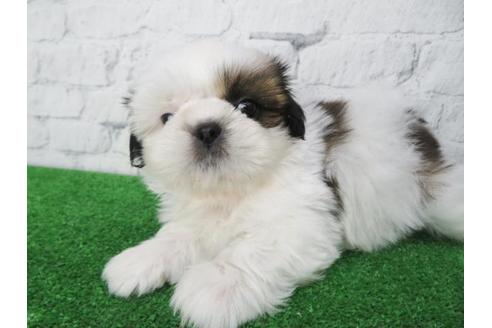 成約済の大阪府のシーズー-116466の4枚目