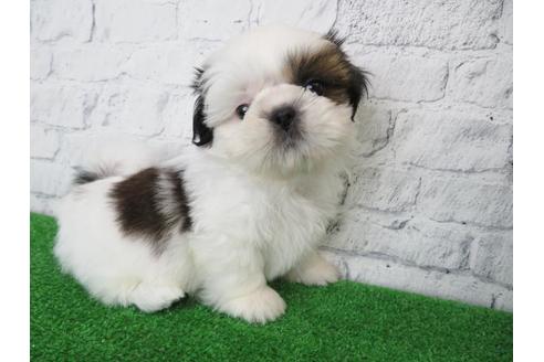 成約済の大阪府のシーズー-116466の3枚目