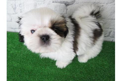 成約済の大阪府のシーズー-116466の2枚目