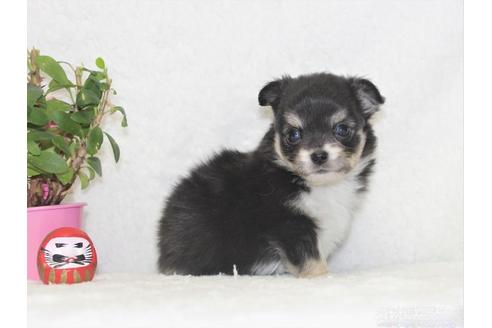 成約済の千葉県のチワワ(ロングコート)-116481の4枚目