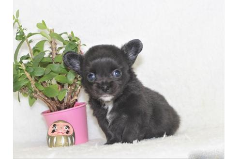 成約済の千葉県のチワワ(ロングコート)-116487の3枚目