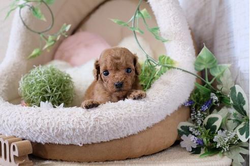 成約済の滋賀県のトイプードル-116462の1枚目