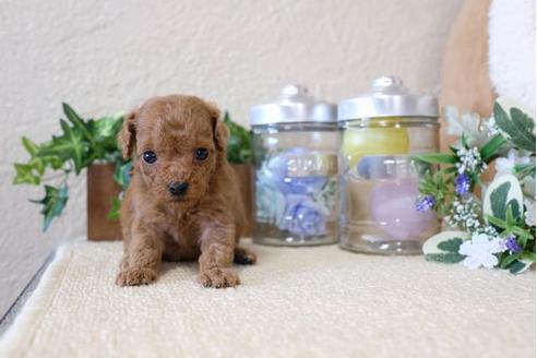 成約済の滋賀県のトイプードル-116462の3枚目