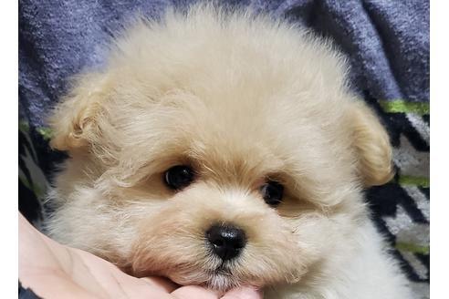関西でポメプーの子犬を探す ブリーダーナビ 関西でポメプーの子犬を探す ブリーダーナビ
