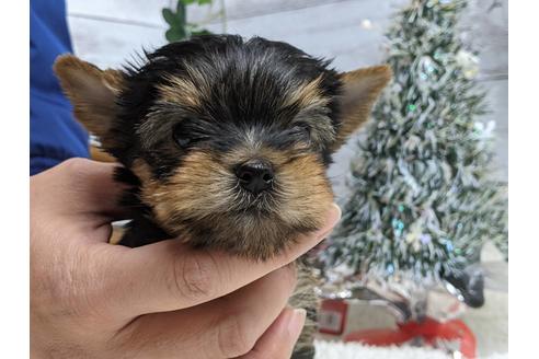 成約済の静岡県のヨークシャーテリア-116524の1枚目