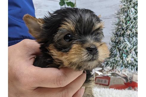 成約済の静岡県のヨークシャーテリア-116524の6枚目