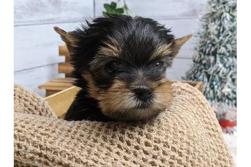 成約済の静岡県のヨークシャーテリア-116524の4枚目