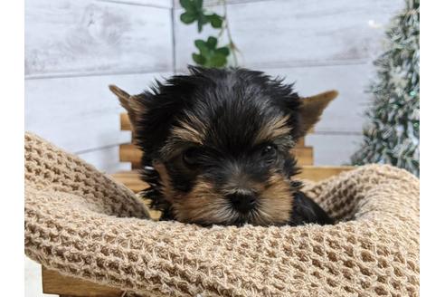 成約済の静岡県のヨークシャーテリア-116524の3枚目