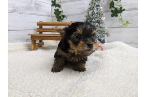 成約済の静岡県のヨークシャーテリア-116524の2枚目