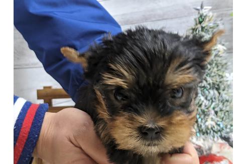 成約済の静岡県のヨークシャーテリア-116526の1枚目