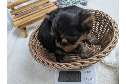 成約済の静岡県のヨークシャーテリア-116526の3枚目