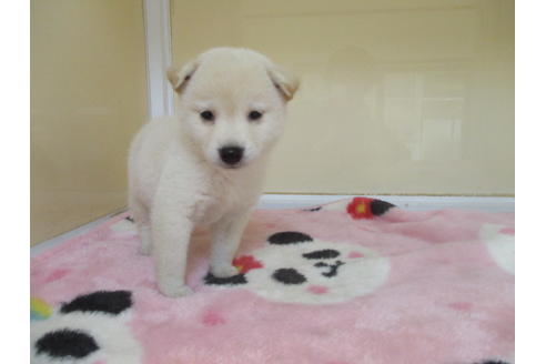 成約済の岡山県の柴犬-113418の1枚目