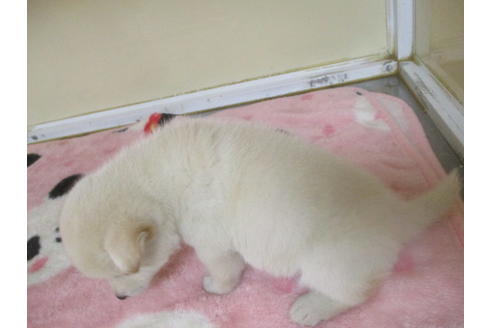 成約済の岡山県の柴犬-113418の5枚目