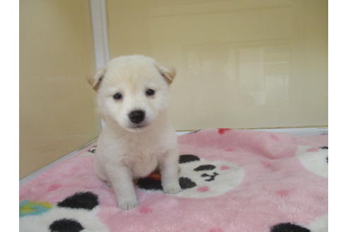 成約済の岡山県の柴犬-113418の4枚目