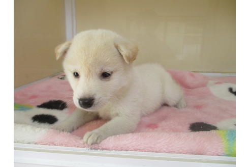 成約済の岡山県の柴犬-113418の3枚目