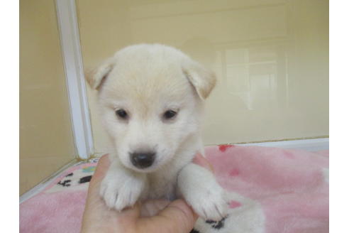 成約済の岡山県の柴犬-113418の2枚目