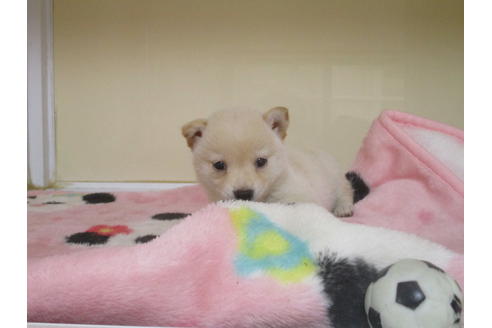 成約済の岡山県の柴犬-113419の1枚目