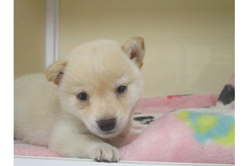 成約済の岡山県の柴犬-113419の4枚目