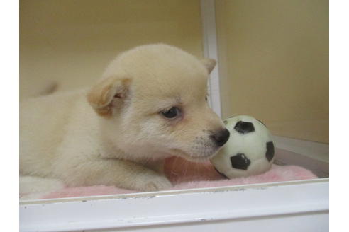 成約済の岡山県の柴犬-113419の3枚目