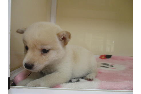 成約済の岡山県の柴犬-113419の2枚目