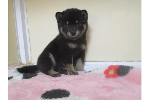 成約済の岡山県の柴犬-113420の1枚目