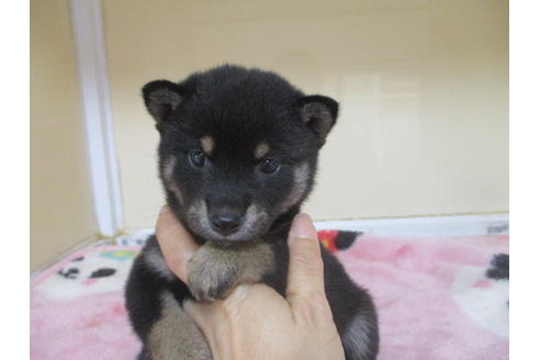 成約済の岡山県の柴犬-113420の5枚目