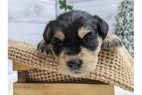 成約済の静岡県のミニチュアシュナウザー-116527の1枚目