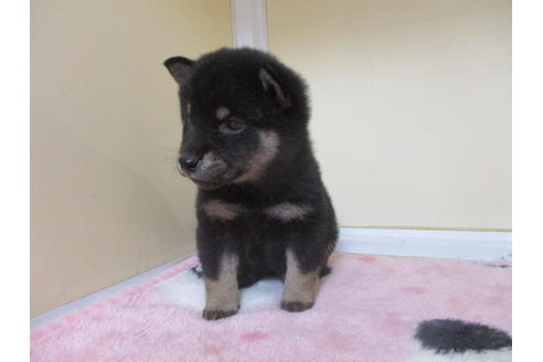 成約済の岡山県の柴犬-113420の4枚目