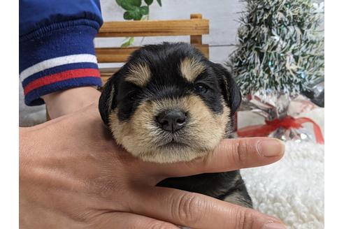 成約済の静岡県のミニチュアシュナウザー-116527の4枚目