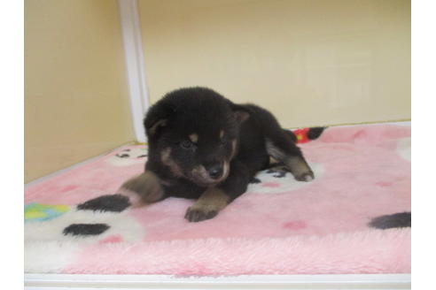 成約済の岡山県の柴犬-113420の2枚目