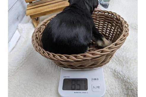 成約済の静岡県のミニチュアシュナウザー-116527の3枚目